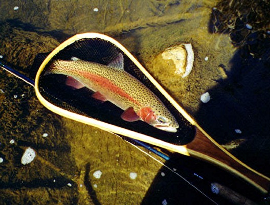 ORS-Big-bow-1
